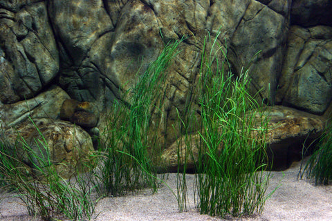 fake seagrass synthetic sea grass pangea america eelgrass turtlegrass surfgrass fake coral artificial seagrass kelp algae
