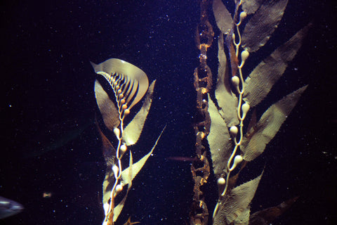 Pangea America synthetic giant sea kelp in an aquarium in Denmark