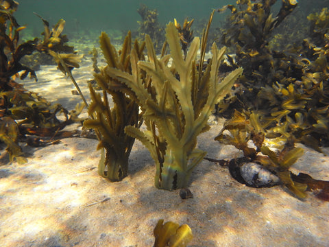 Seaweed & Algae