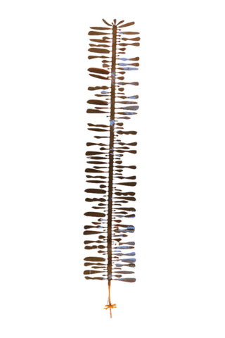 Feather Boa Kelp