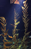 Pangea america Giant sea kelp in aquarium