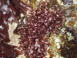 Rhodophyllis divaricata