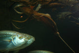 Pangea America bull kelp in an aquarium with fish