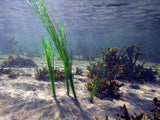 Pangea America offers phyllospadix scouleri, or surfgrass for your aquatic exhibits