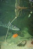 Pangea America bull kelp in an aquarium with a leopard shark