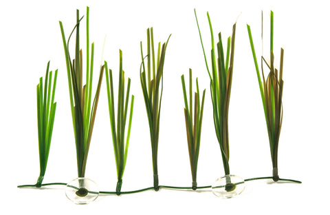 Shoal Grass