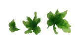 Product image-Pangea America synthetic giant sea lettuce size options