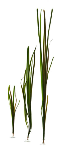 Vallisneria natans