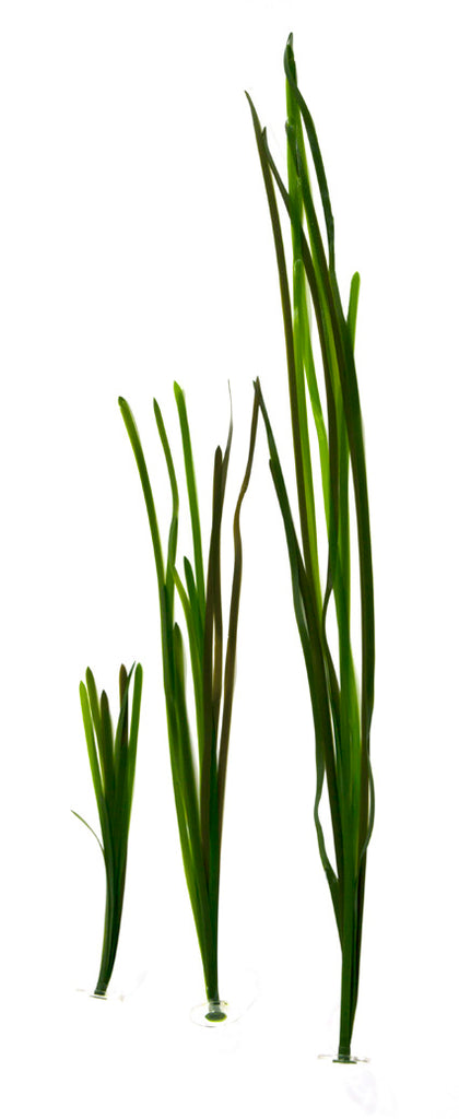 Turtlegrass – Pangea America