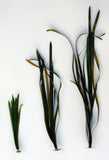Product image-Pangea America synthetic Vallisneria natans 3 different sizes shown